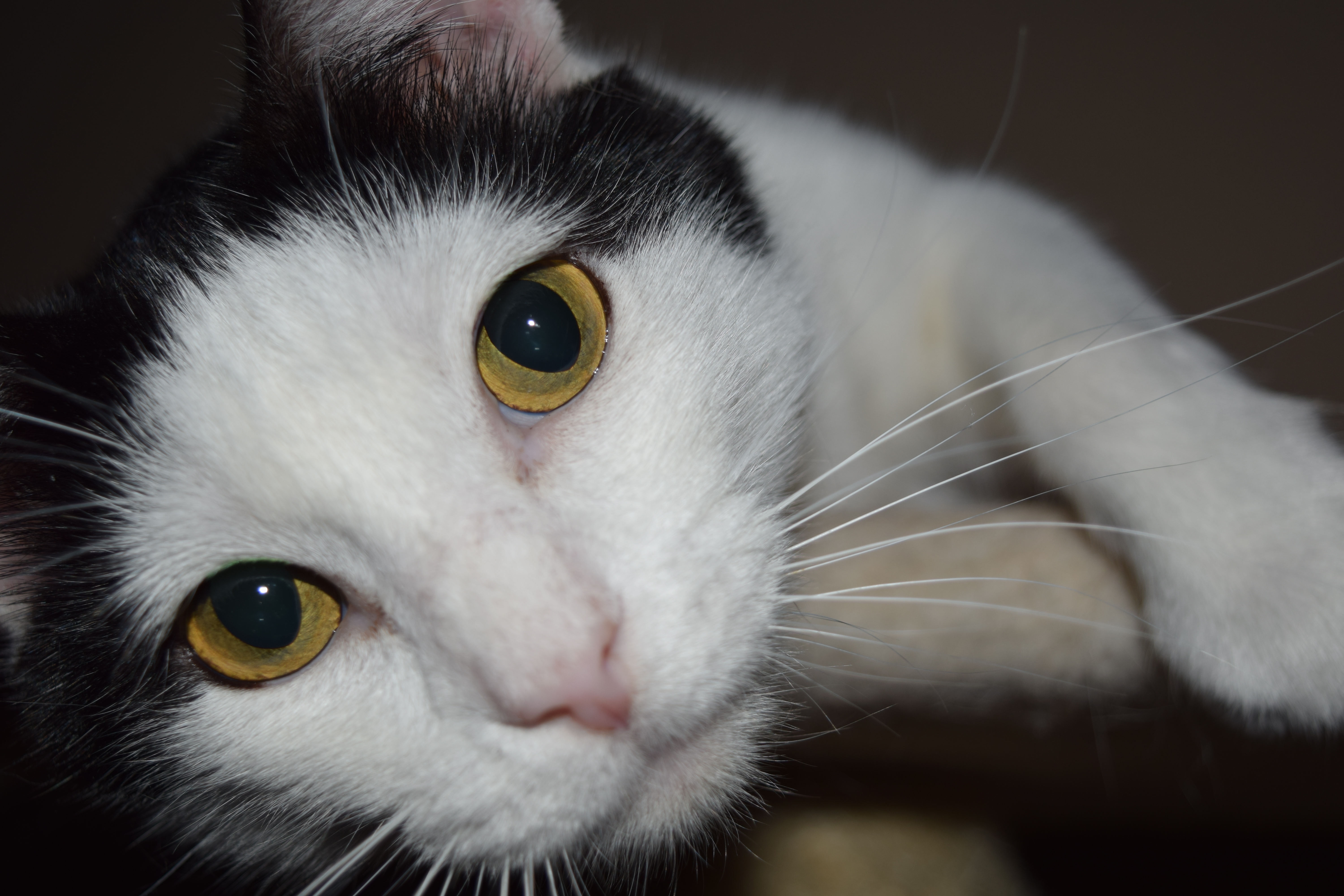 Snoopy Cat