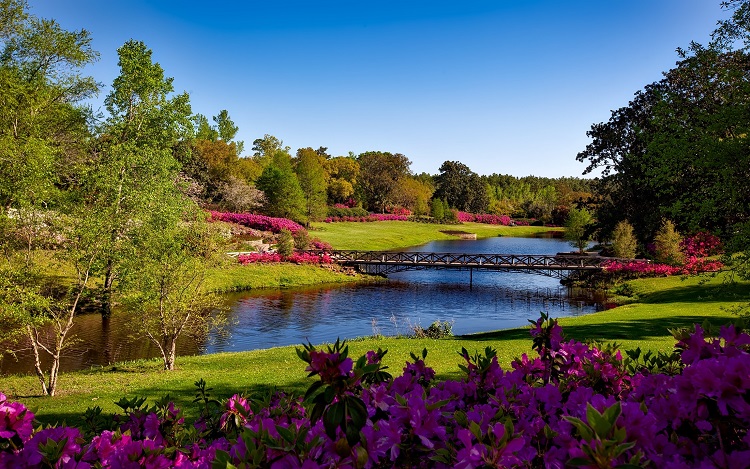 River & Blooms
